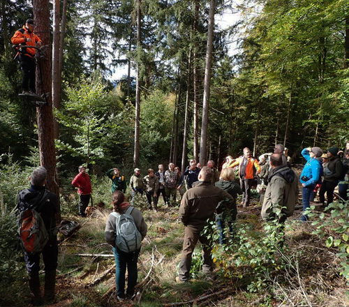 Bäume in einem hellen Laubwald